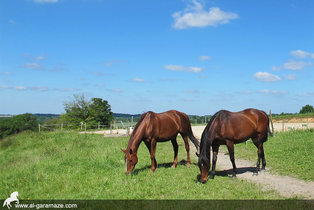 al-garamaze-centre-equestre-img04.jpg