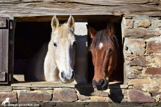 al-garamaze-centre-equestre-img06.jpg