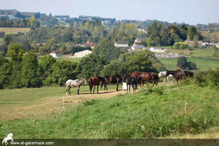al-garamaze-centre-equestre-img10b.jpg