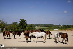 al-garamaze-centre-equestre-img11.jpg