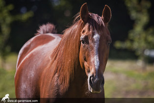 al-garamaze-centre-equestre-img12.jpg